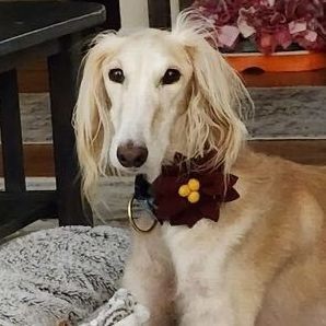 Saluki puppies best sale for adoption