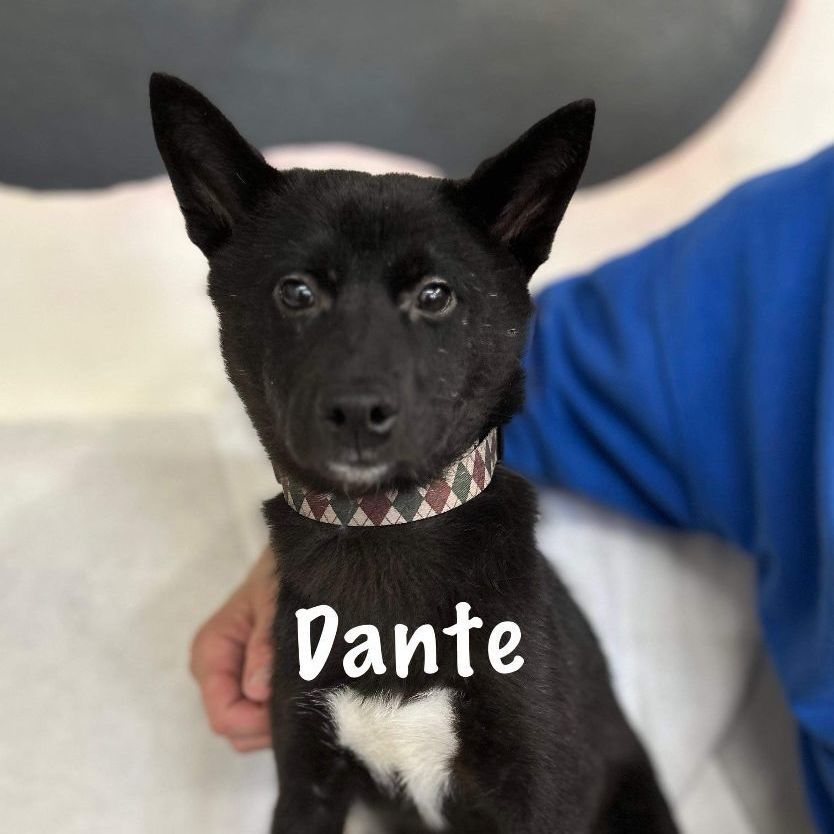 Dante, an adoptable Shiba Inu in Jacksonville, IL, 62650 | Photo Image 1
