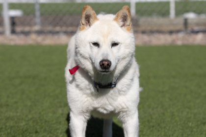 Lillia, an adoptable Shiba Inu in Peyton, CO, 80831 | Photo Image 1