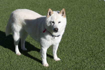 Lillia, an adoptable Shiba Inu in Peyton, CO, 80831 | Photo Image 2