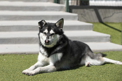 Sally, an adoptable Klee Kai in Peyton, CO, 80831 | Photo Image 2