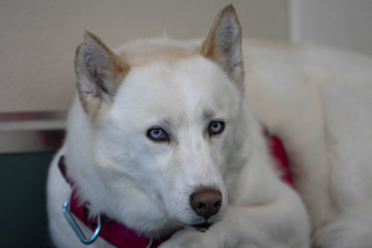 Jody, an adoptable Husky in Peyton, CO, 80831 | Photo Image 1