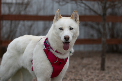Jody, an adoptable Husky in Peyton, CO, 80831 | Photo Image 2