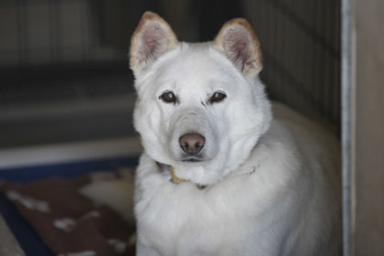 Snow, an adoptable Klee Kai in Peyton, CO, 80831 | Photo Image 1