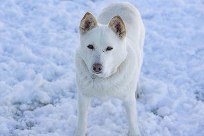 Snow, an adoptable Klee Kai in Peyton, CO, 80831 | Photo Image 3