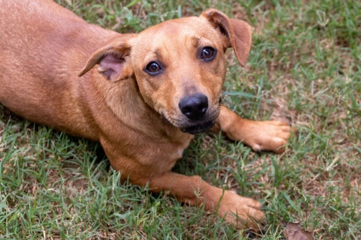 Boxer dachshund cheap mix puppies