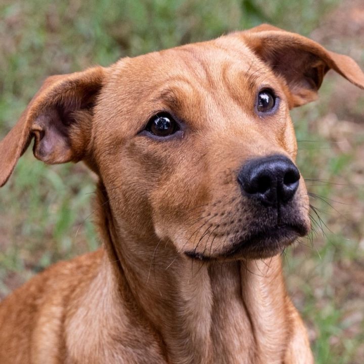 rhodesian ridgeback lab mix puppy