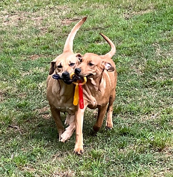 Rhodesian deals ridgeback dachshund