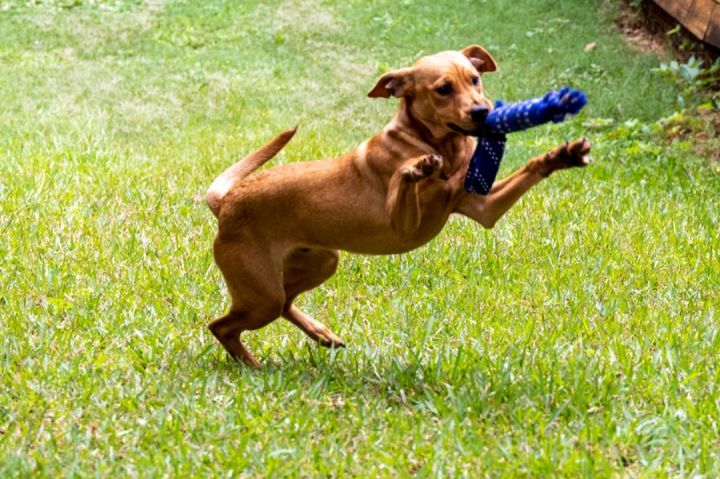 Rhodesian ridgeback dachshund mix 2024 puppies