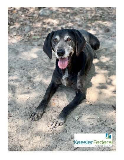 Bocage, an adoptable Mixed Breed in Covington, LA, 70433 | Photo Image 1