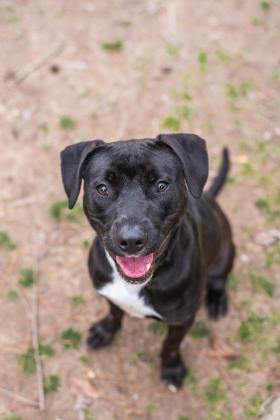 Panini, an adoptable Mixed Breed in Covington, LA, 70433 | Photo Image 2