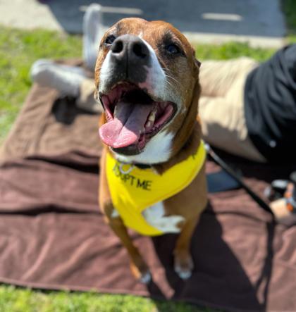 Tate, an adoptable Mixed Breed in Covington, LA, 70433 | Photo Image 1