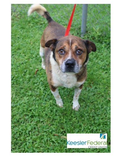 Boudin Ball, an adoptable Mixed Breed in Covington, LA, 70433 | Photo Image 1