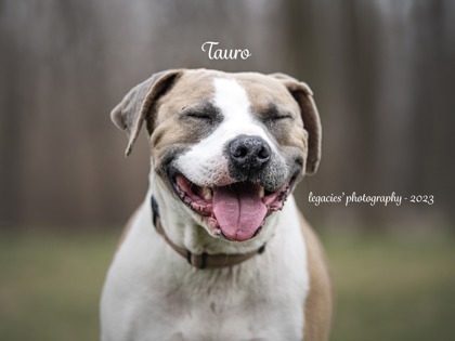 Tauro, an adoptable American Staffordshire Terrier, Mixed Breed in Pekin, IL, 61554 | Photo Image 1