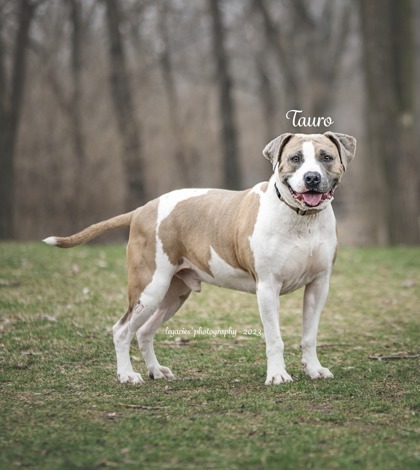 Tauro, an adoptable American Staffordshire Terrier, Mixed Breed in Pekin, IL, 61554 | Photo Image 2