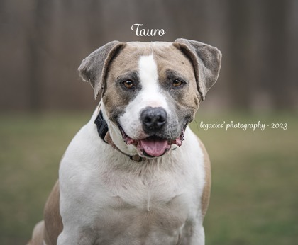 Tauro, an adoptable American Staffordshire Terrier, Mixed Breed in Pekin, IL, 61554 | Photo Image 3