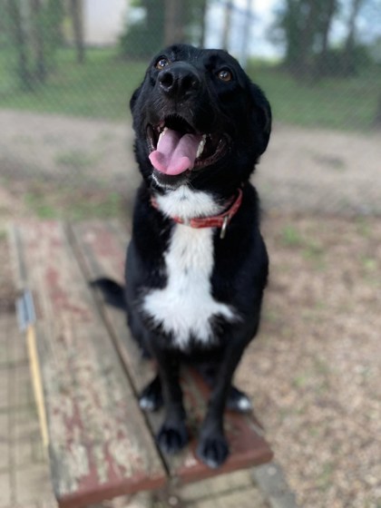 Links, an adoptable Labrador Retriever, Mixed Breed in Pekin, IL, 61554 | Photo Image 1