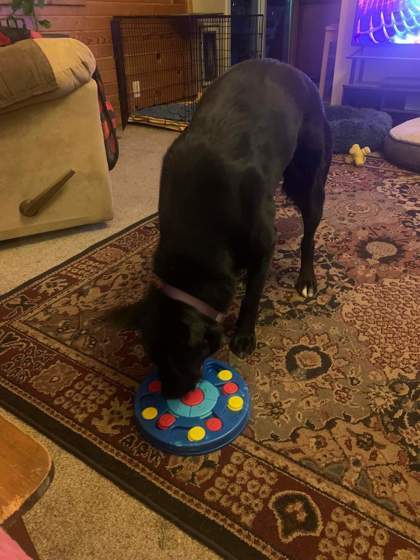 Links, an adoptable Labrador Retriever, Mixed Breed in Pekin, IL, 61554 | Photo Image 2