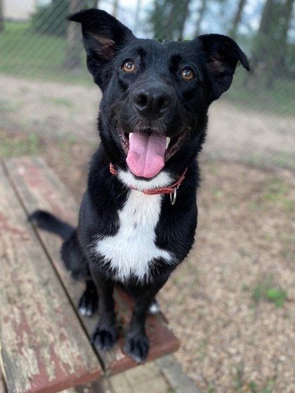 Links, an adoptable Labrador Retriever, Mixed Breed in Pekin, IL, 61554 | Photo Image 3