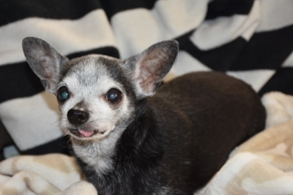 Monty, an adoptable Chihuahua, Mixed Breed in Pekin, IL, 61554 | Photo Image 1