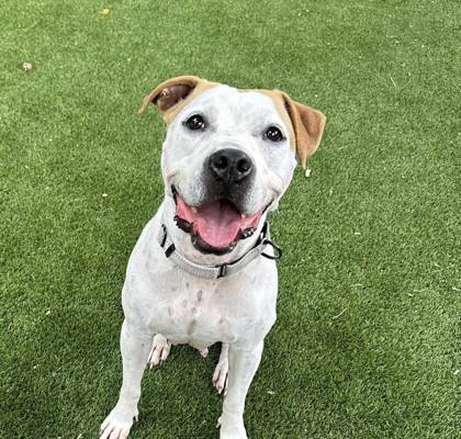 Moodonna, an adoptable Pit Bull Terrier, Mixed Breed in Pekin, IL, 61554 | Photo Image 1