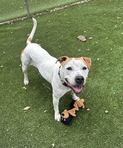 Moodonna, an adoptable Pit Bull Terrier, Mixed Breed in Pekin, IL, 61554 | Photo Image 3