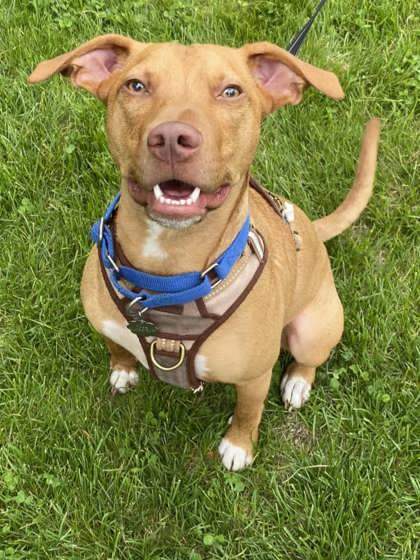 Zappa, an adoptable Hound, Mixed Breed in Pekin, IL, 61554 | Photo Image 1