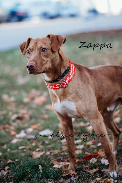 Zappa, an adoptable Hound, Mixed Breed in Pekin, IL, 61554 | Photo Image 2