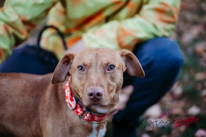 Zappa, an adoptable Hound, Mixed Breed in Pekin, IL, 61554 | Photo Image 3