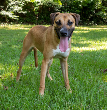 Lady, an adoptable Mixed Breed in Tyler, TX, 75711 | Photo Image 1