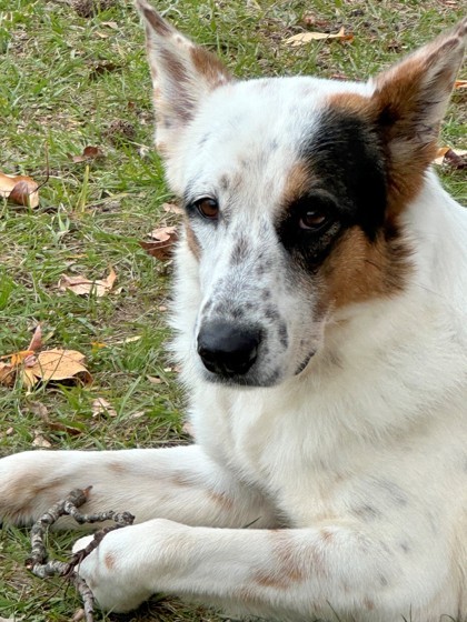 Angel, an adoptable Australian Cattle Dog / Blue Heeler, Mixed Breed in Tyler, TX, 75711 | Photo Image 1