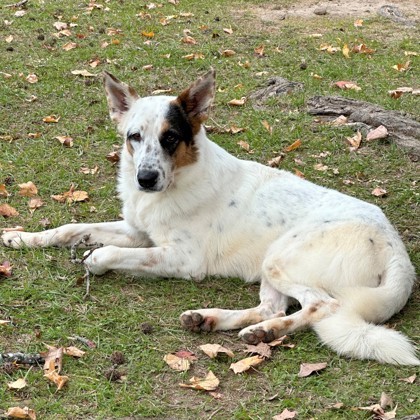 Angel, an adoptable Australian Cattle Dog / Blue Heeler, Mixed Breed in Tyler, TX, 75711 | Photo Image 2