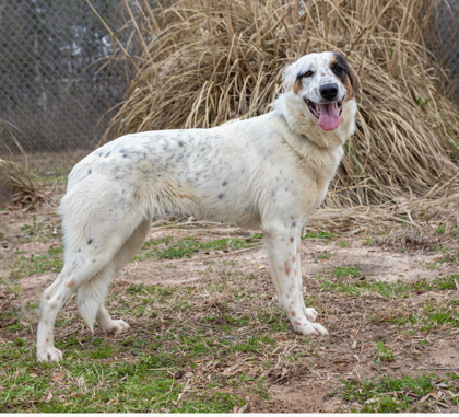 Angel, an adoptable Australian Cattle Dog / Blue Heeler, Mixed Breed in Tyler, TX, 75711 | Photo Image 3