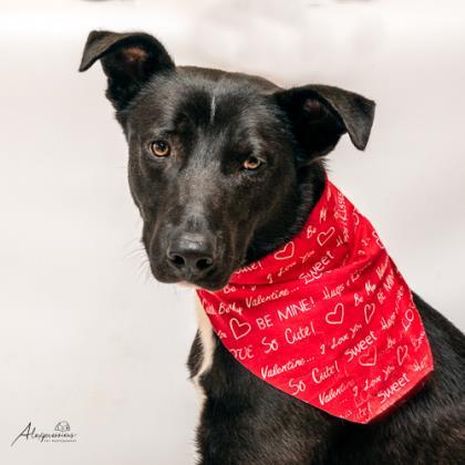 Cash, an adoptable Labrador Retriever, Mixed Breed in Tyler, TX, 75711 | Photo Image 1