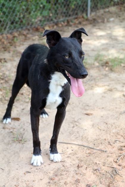 Cash, an adoptable Labrador Retriever, Mixed Breed in Tyler, TX, 75711 | Photo Image 2