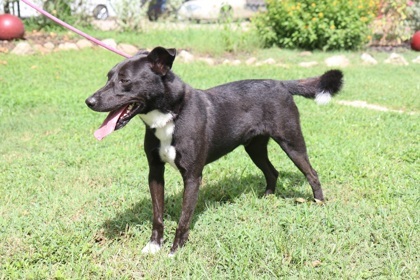 Cash, an adoptable Labrador Retriever, Mixed Breed in Tyler, TX, 75711 | Photo Image 3