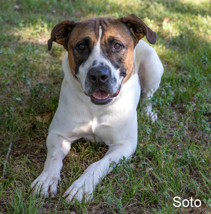 Soto, an adoptable Boxer, Mixed Breed in Tyler, TX, 75711 | Photo Image 1