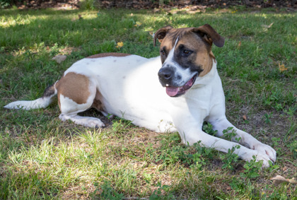 Soto, an adoptable Boxer, Mixed Breed in Tyler, TX, 75711 | Photo Image 2