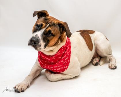 Soto, an adoptable Boxer, Mixed Breed in Tyler, TX, 75711 | Photo Image 3