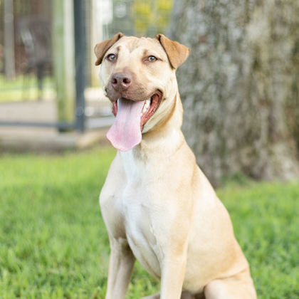 Carson, an adoptable Mixed Breed in Tyler, TX, 75711 | Photo Image 1