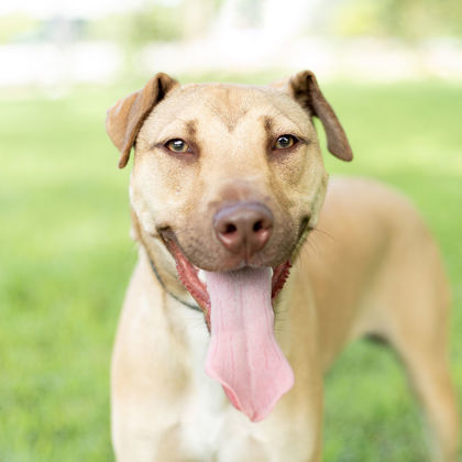 Carson, an adoptable Mixed Breed in Tyler, TX, 75711 | Photo Image 2