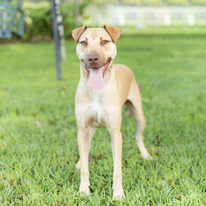 Carson, an adoptable Mixed Breed in Tyler, TX, 75711 | Photo Image 3