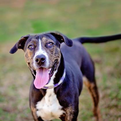 Brady, an adoptable Hound, Mixed Breed in Tyler, TX, 75711 | Photo Image 1