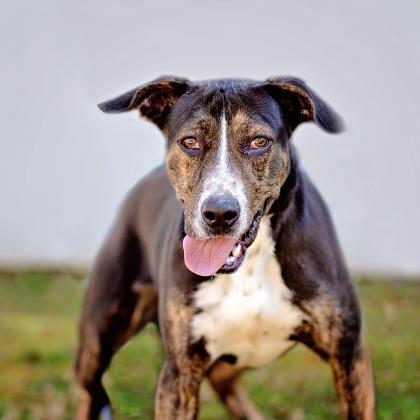 Brady, an adoptable Hound, Mixed Breed in Tyler, TX, 75711 | Photo Image 2