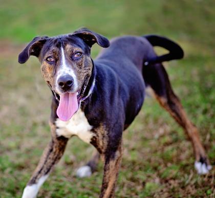 Brady, an adoptable Hound, Mixed Breed in Tyler, TX, 75711 | Photo Image 3