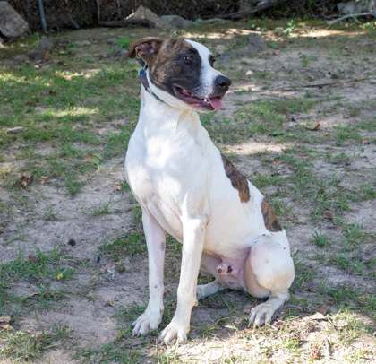 Woody, an adoptable Mixed Breed in Tyler, TX, 75711 | Photo Image 2