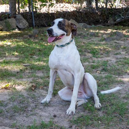 Woody, an adoptable Mixed Breed in Tyler, TX, 75711 | Photo Image 3