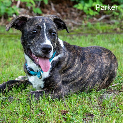 Parker, an adoptable Plott Hound, Mixed Breed in Tyler, TX, 75711 | Photo Image 1