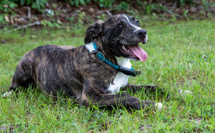 Parker, an adoptable Plott Hound, Mixed Breed in Tyler, TX, 75711 | Photo Image 2