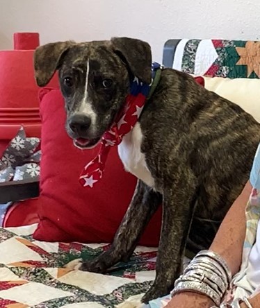 Parker, an adoptable Plott Hound, Mixed Breed in Tyler, TX, 75711 | Photo Image 3